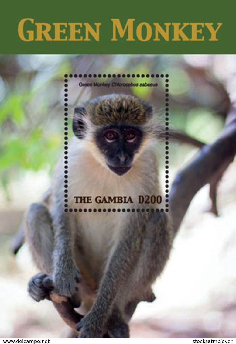 Gambia 2018  Fauna  Green Monkey  I201901 - Gambia (1965-...)