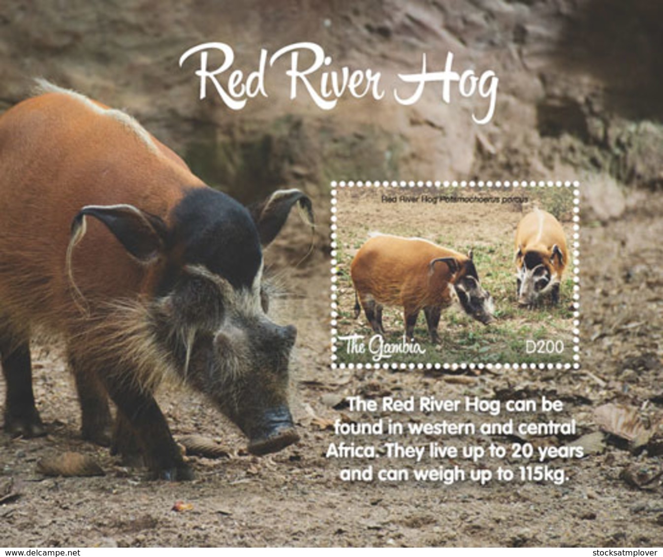 Gambia 2018  Fauna  Red River  Hog  I201901 - Gambia (1965-...)