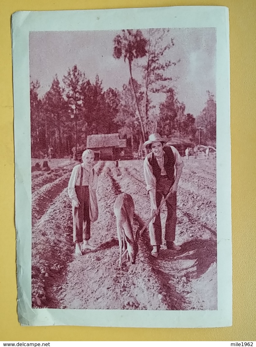 PROG 18 - THE YEARLING - Yugoslavia Movie Program-Publicité,- GREGORY PECK, JANE WYMAN - Magazines