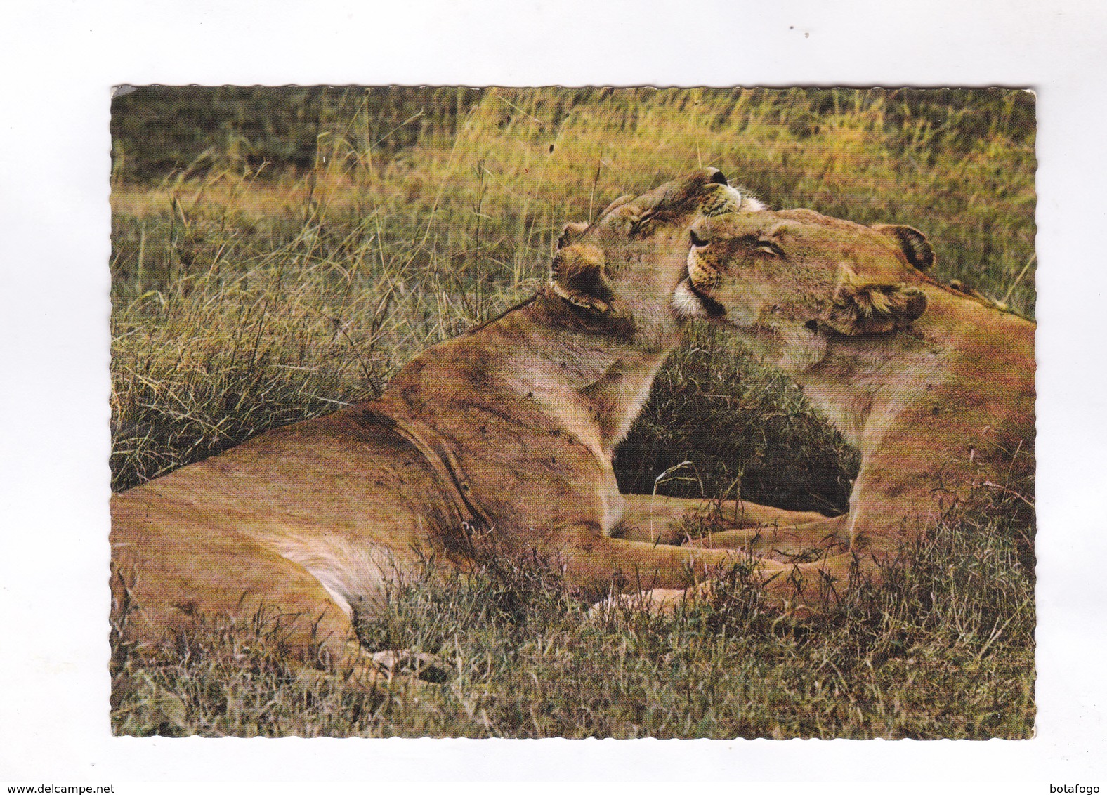 CPM LIONS, MOTHER AND CHILD - Lions