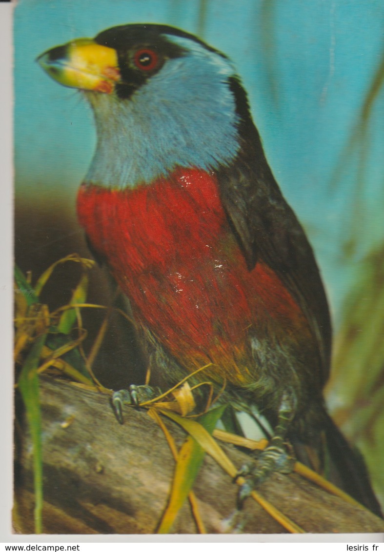 C. P.  - CARTE MUSICALE - A SYSTÈME -  OISEAU CHANTEUR - ALLAIN - FONCTIONNE - - Pájaros