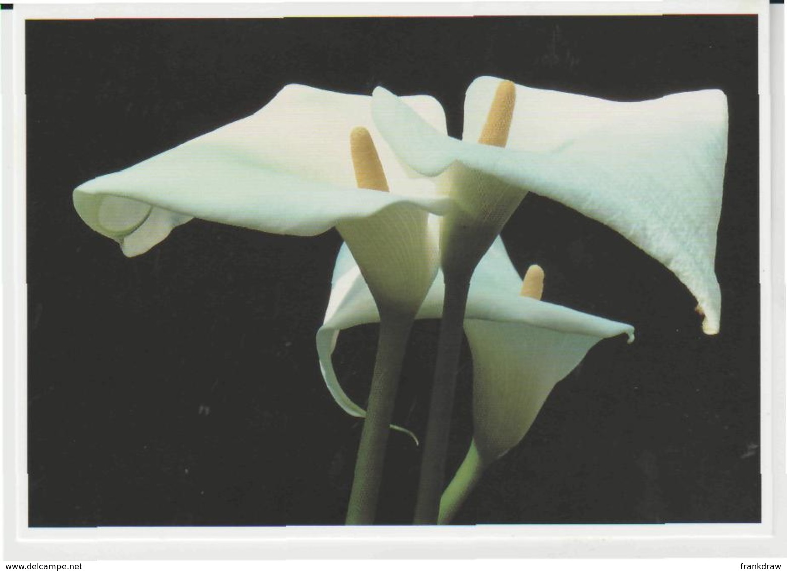 Postcard - Art - Ernst Haas - Lys - Card No..56427  New - Unclassified