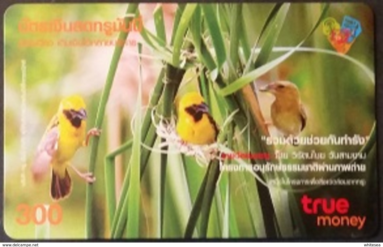 Mobilecard Thailand - True Money - Vogel , Bird (1) - Sperlingsvögel & Singvögel