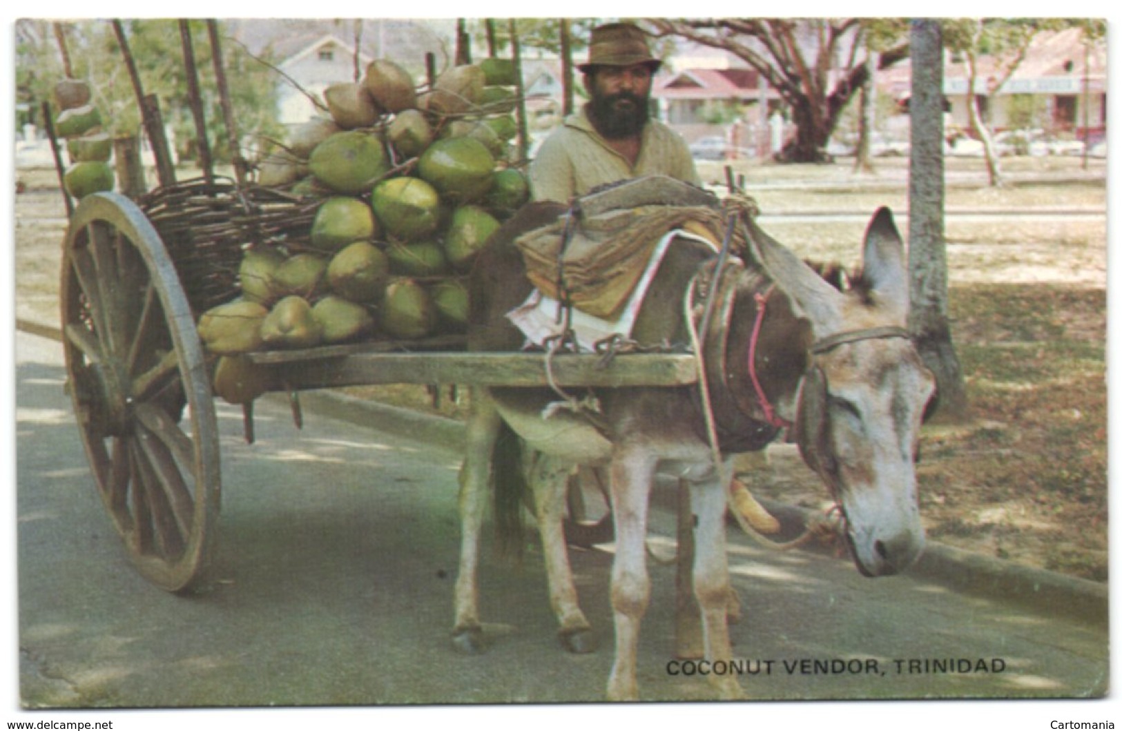 Coconut Vendor - Trinidad - Trinidad