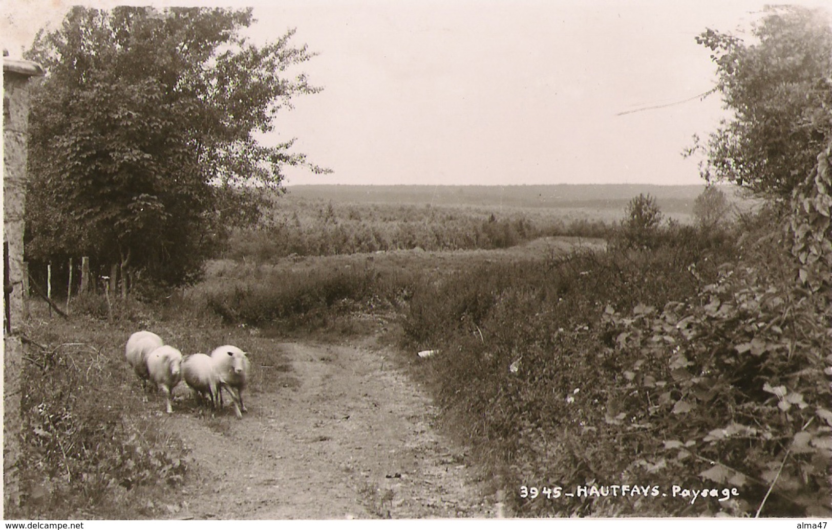 Haut-Fays - Paysage Moutons - Mosa 3945 - Circulé Vers 1959 - SUPER - Daverdisse