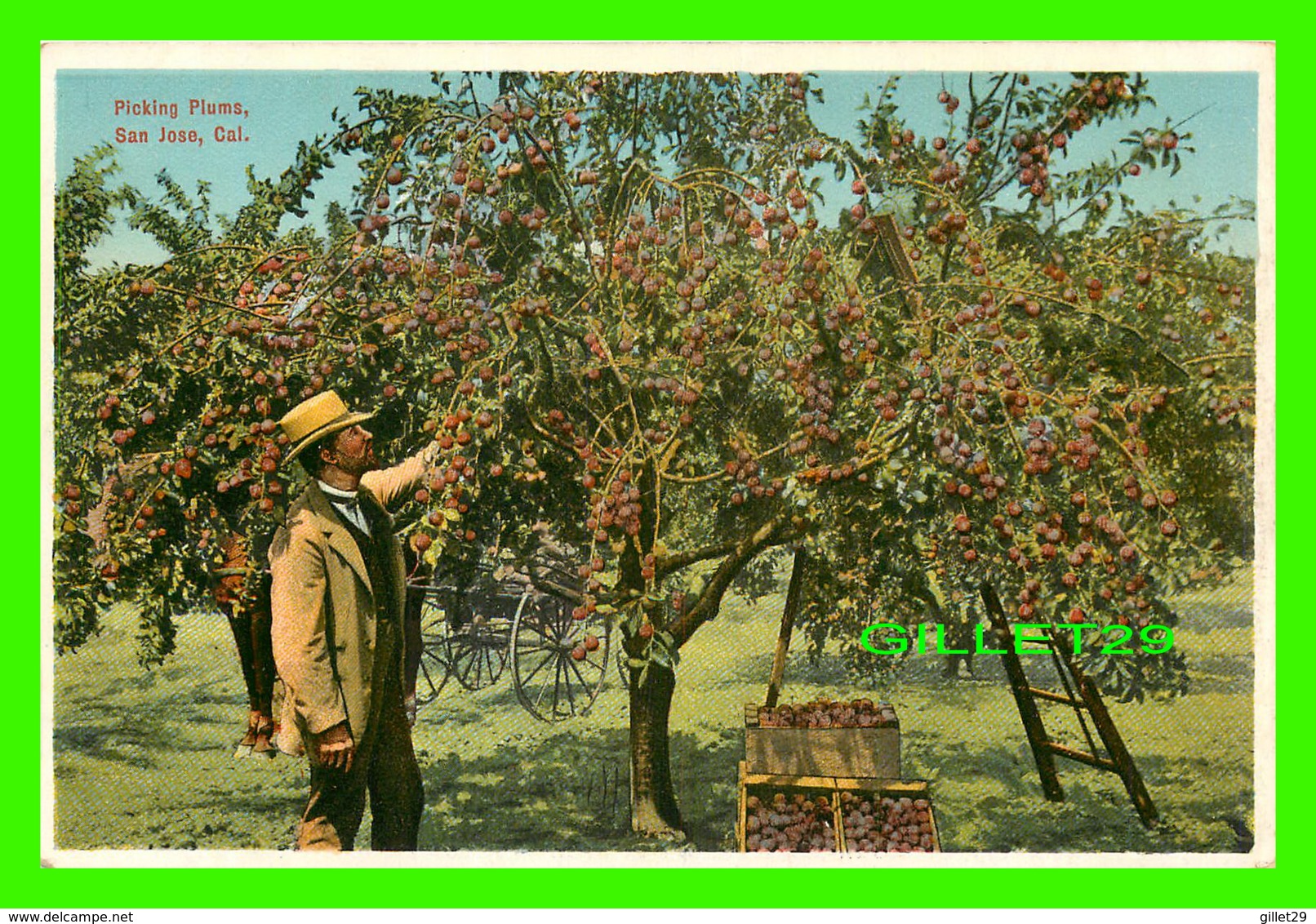 SAN JOSE, CA - PICKING PLUMS - ANIMATED - M. RIEDER - - San Jose