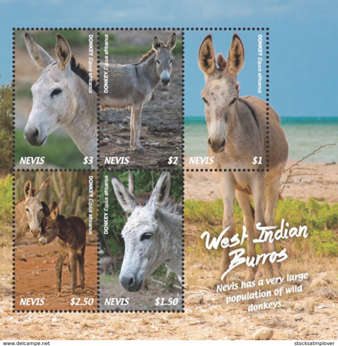 Nevis  2018 Fauna  West Indian Burros ,donkeys  I201901 - St.Kitts And Nevis ( 1983-...)