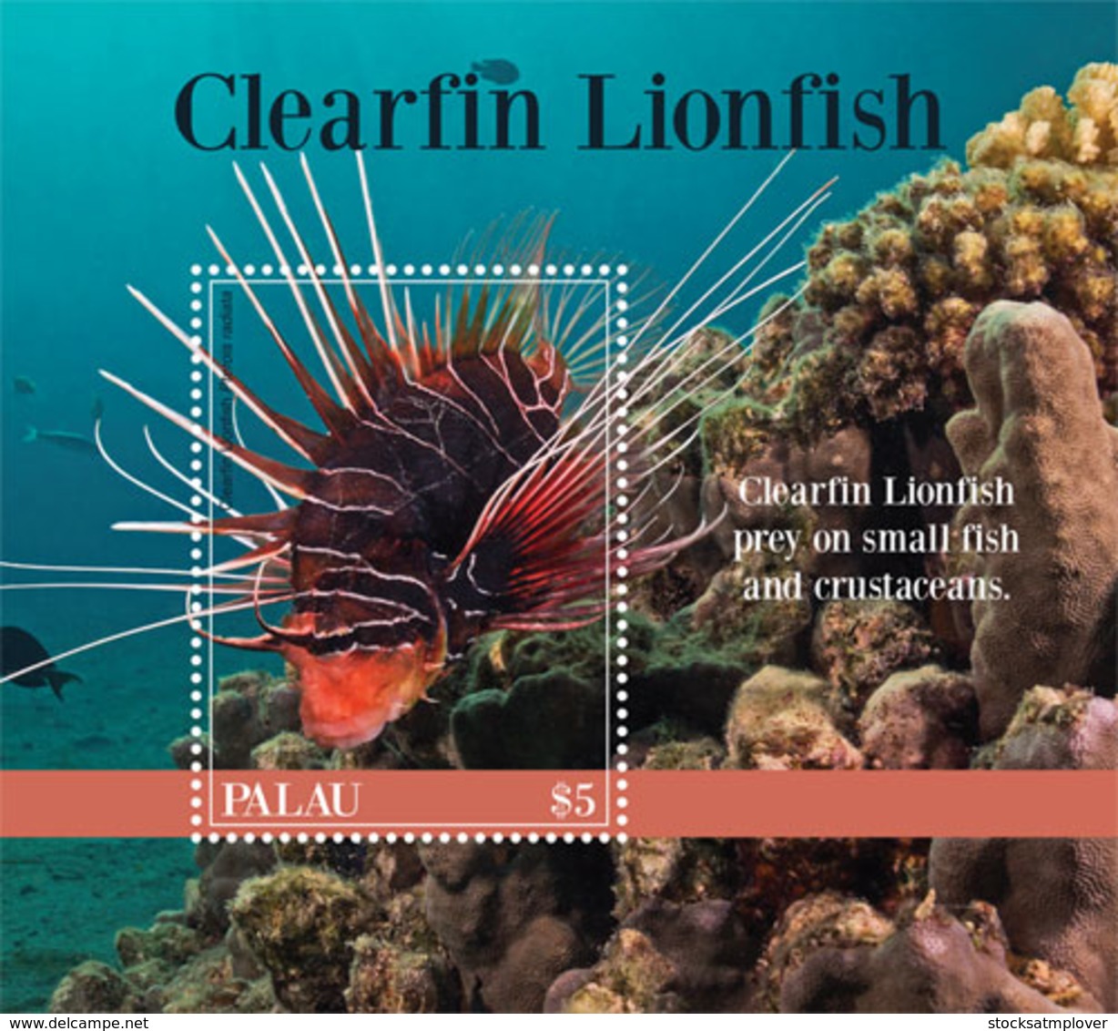 Palau 2019  Fauna Clearfin Lionfish  I201901 - Palau