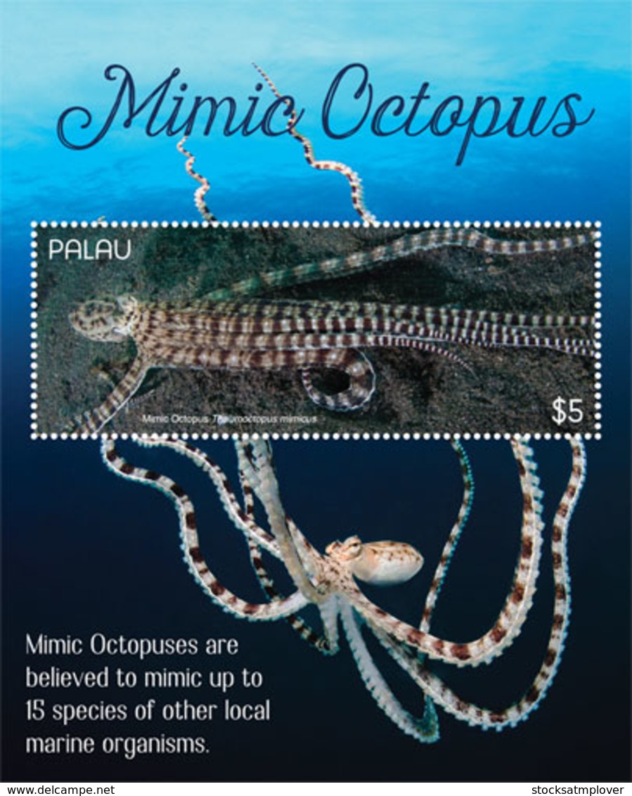 Palau Fauna 2019 Mimic Octopus  I201901 - Palau