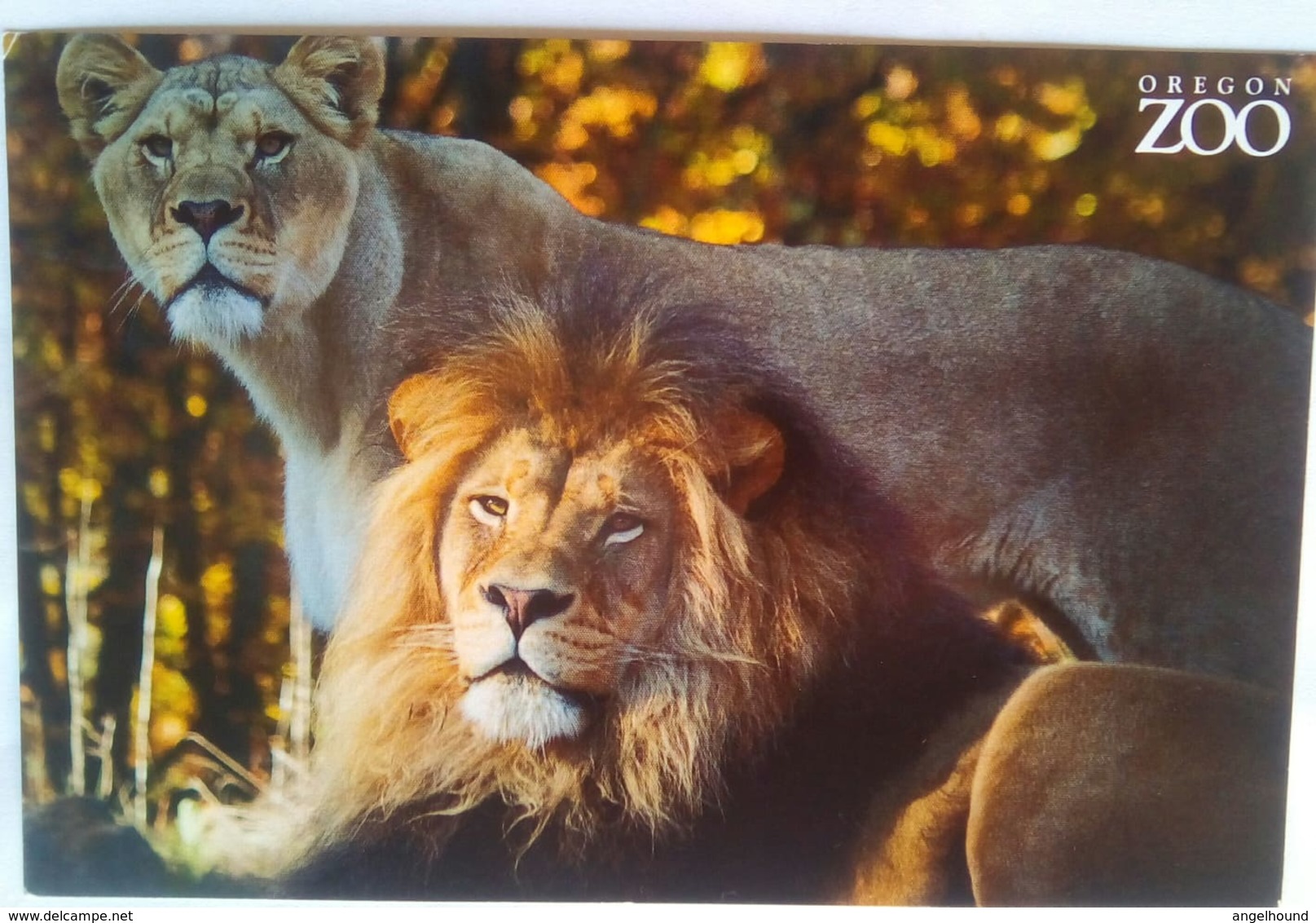 Oregon Zoo Lions - Portland