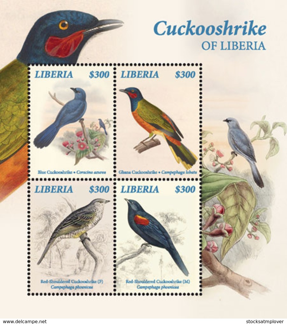 Liberia 2019  Fauna Cuckoo-Shrike, Birds Of Liberia    I201901 - Liberia