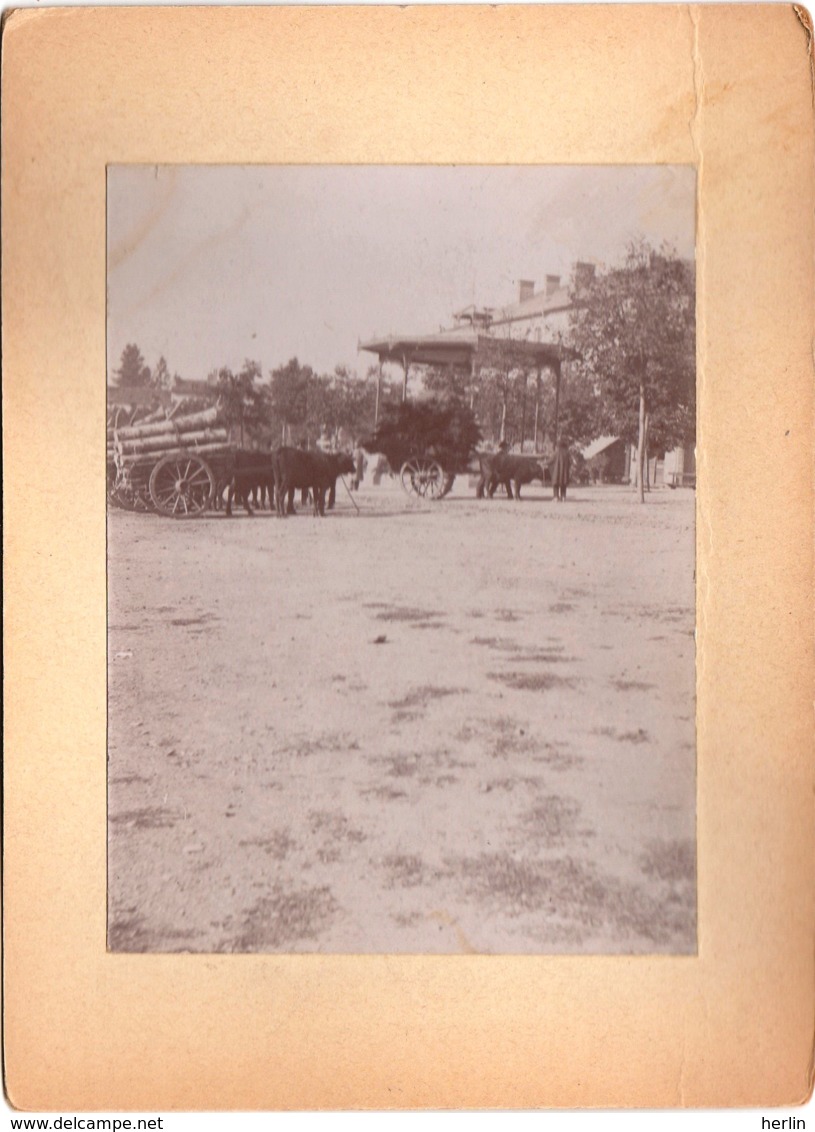 15 - AURILLAC - Le Gravier - Kiosque à Musique - Attelage De Boeufs (carte Photo Ou Photo) - Aurillac