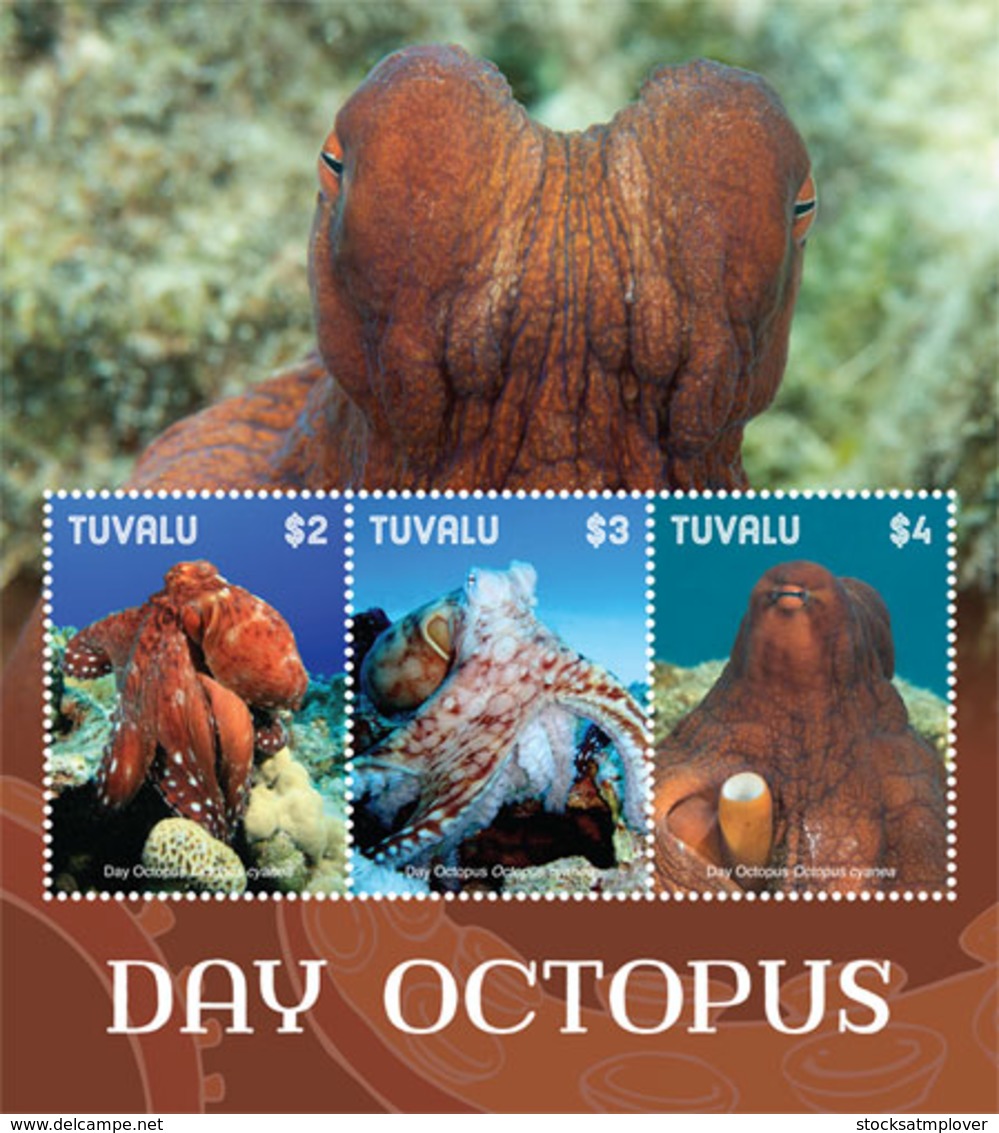 Tuvalu  2019 Fauna  Day Octopus I201901 - Tuvalu