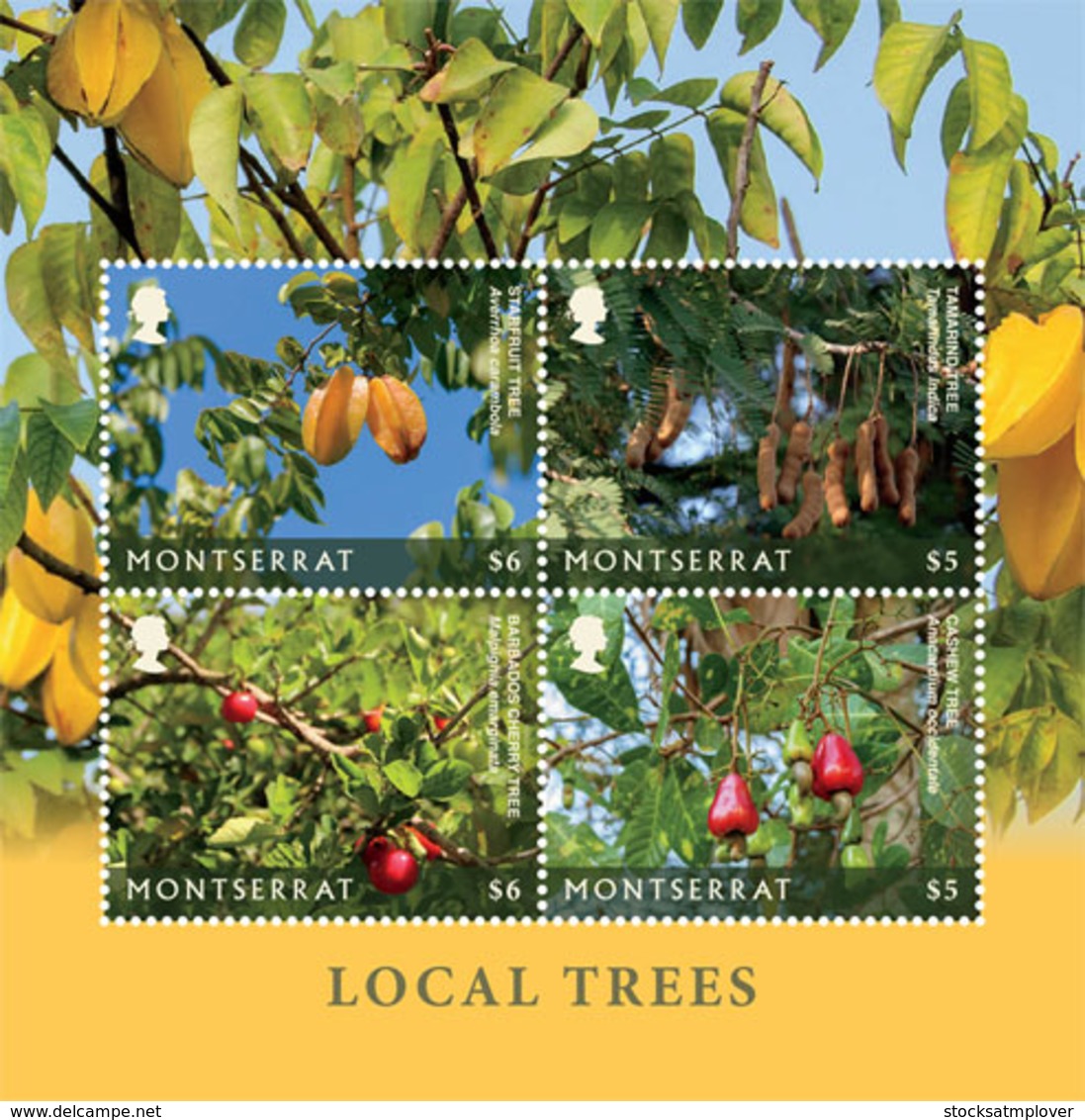 Montserrat 2018 Local Trees ,fruits   I201901 - Montserrat