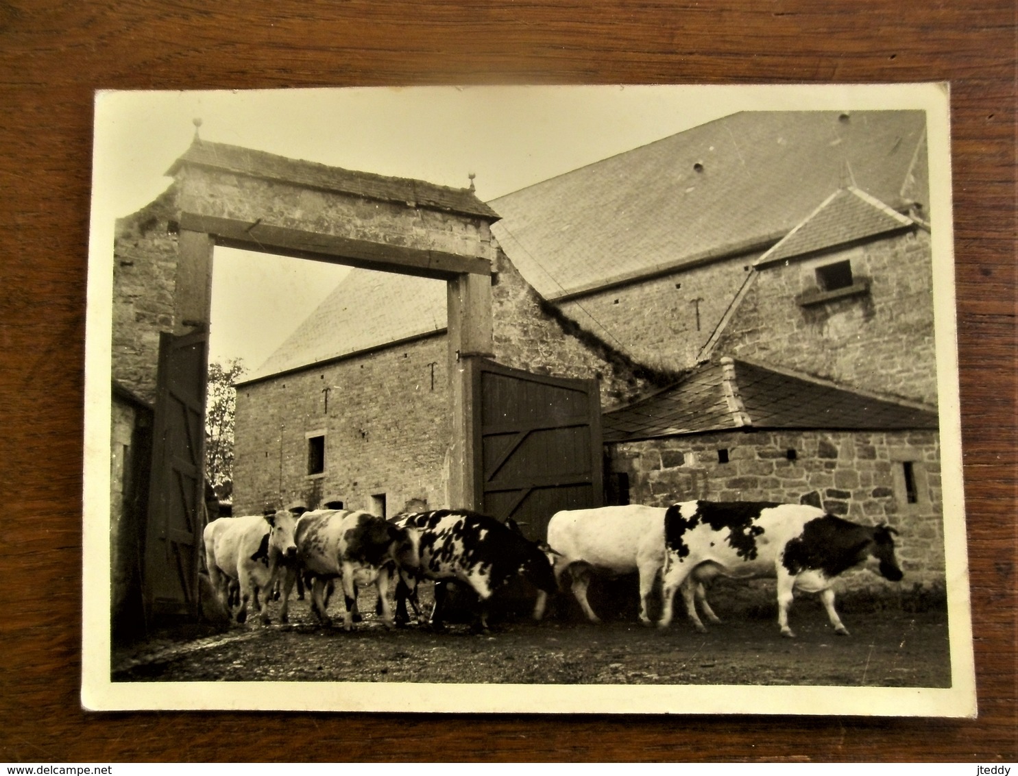 Oude Originele FOTO--KAART  Gevaert  Koeien Door De Grote Poort - Lieux