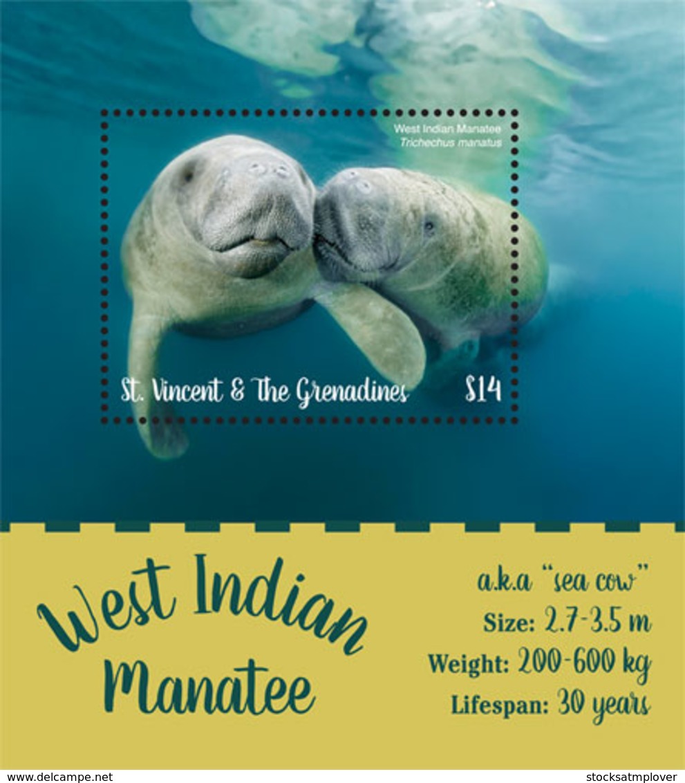 St. Vincent 2019 Fauna   West Indian Manatee I201901 - St.Vincent & Grenadines