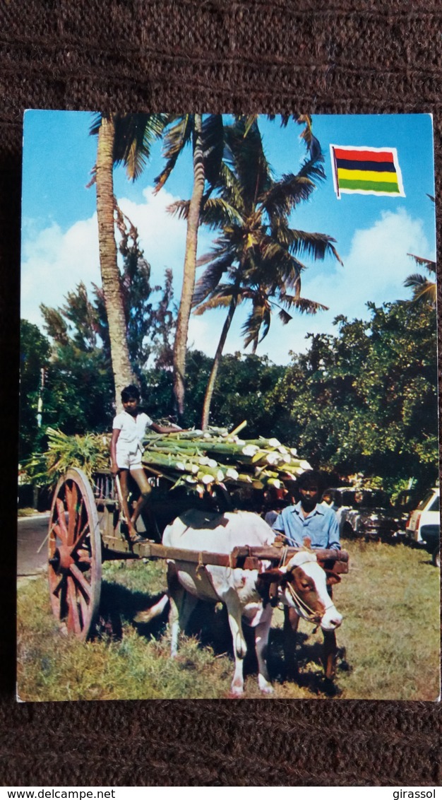 CPSM ILE MAURICE RECOLTE DE LA CANNE A SUCRE MAURITIUS ISLE DE FRANCE 6872 ATTELAGE - World