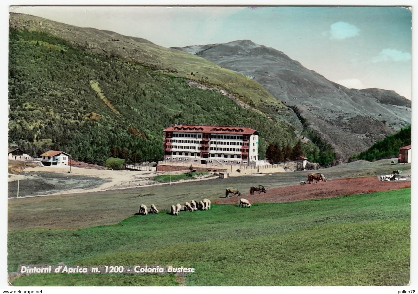 DINTORNI D'APRICA - COLONIA BUSTESE - SONDRIO - 1966 - Sondrio