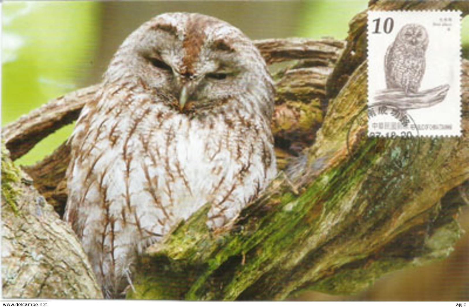 Chouette Hulotte De Taiwan, Carte-maximum De Taiwan - Owls