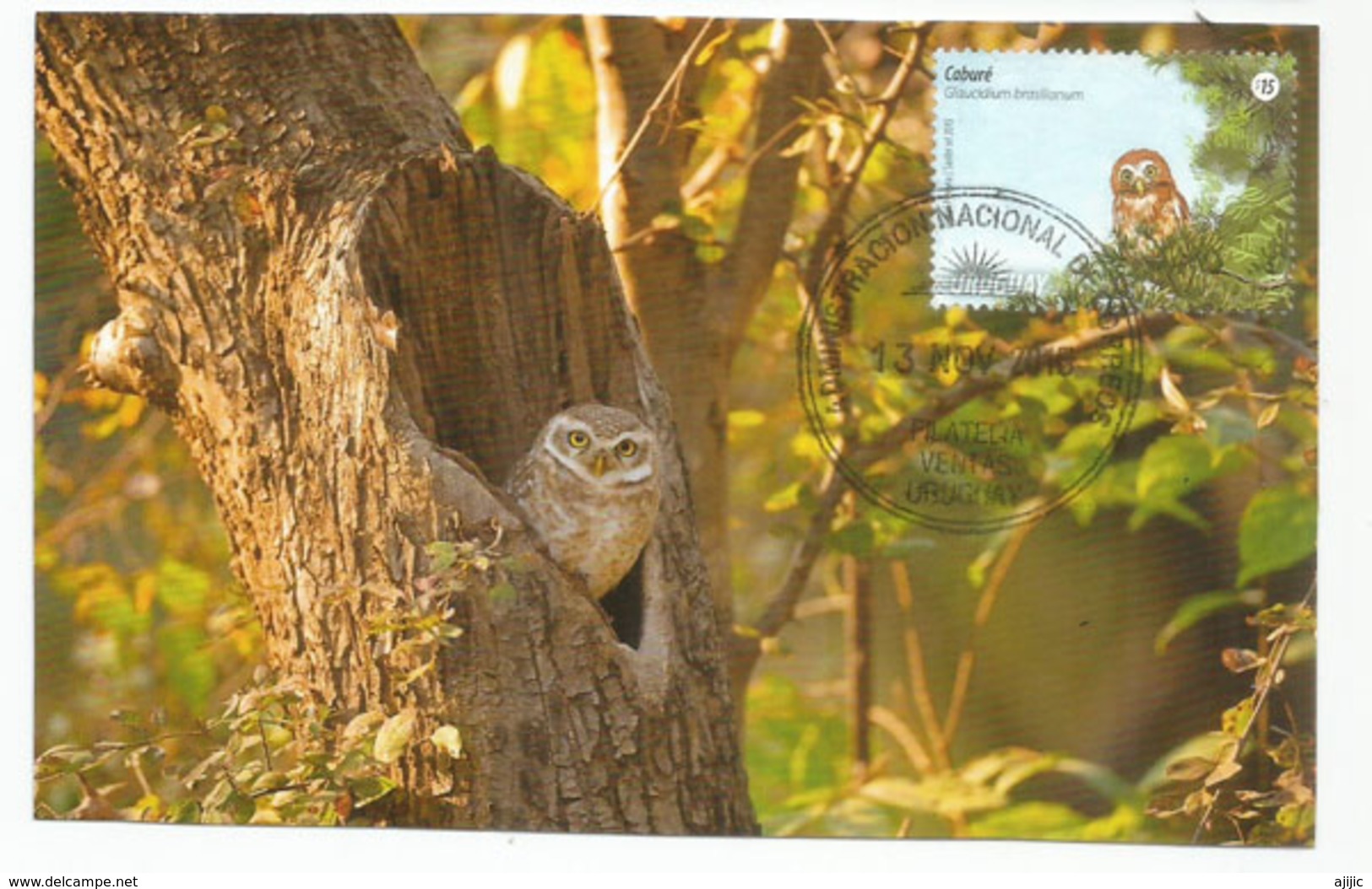 Chouette Pygmée Ferrugineuse D'Uruguay , Carte-maximum D'Uruguay - Owls