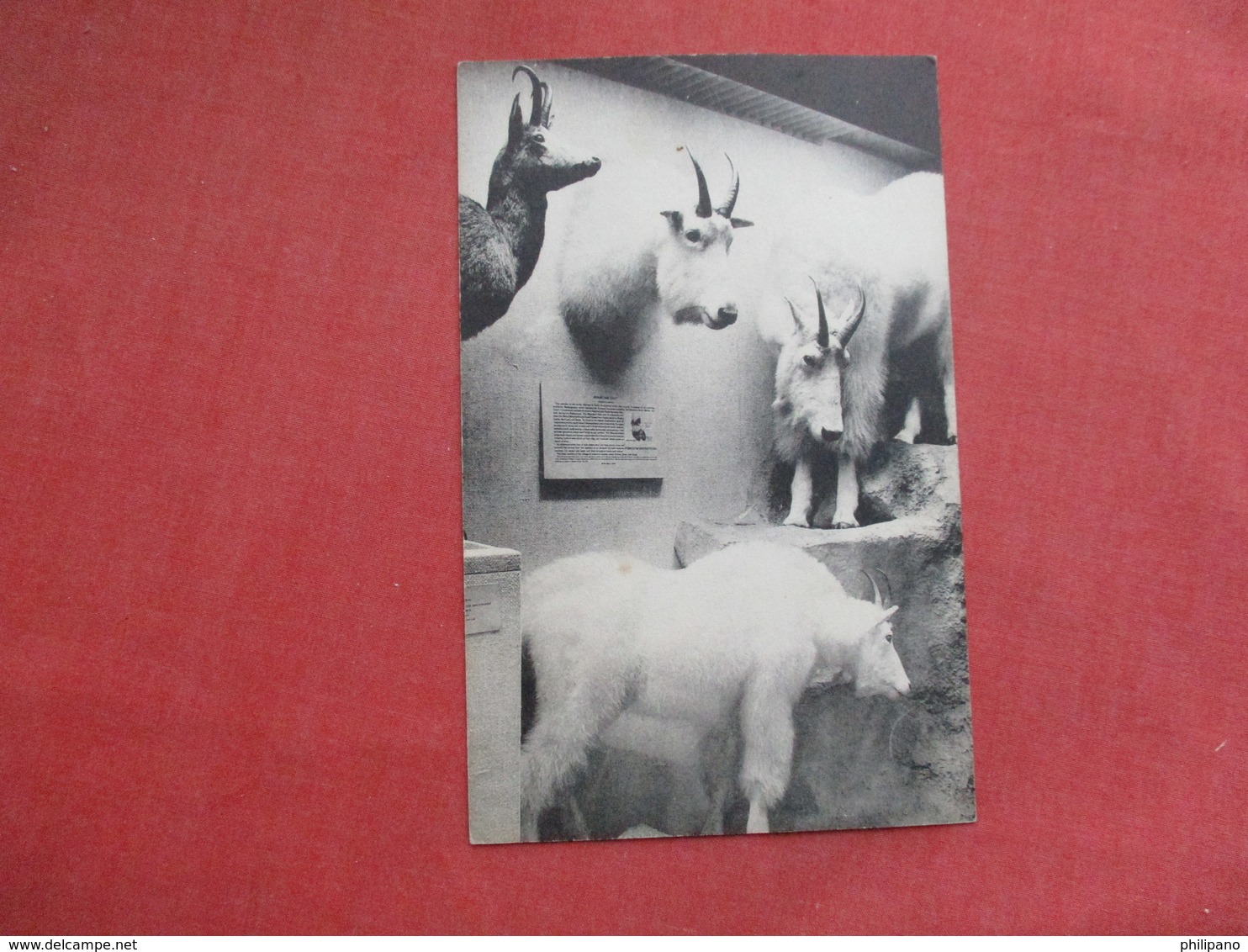 Mountain  Goats {white} And A Chamois       Ref 3427 - Other & Unclassified