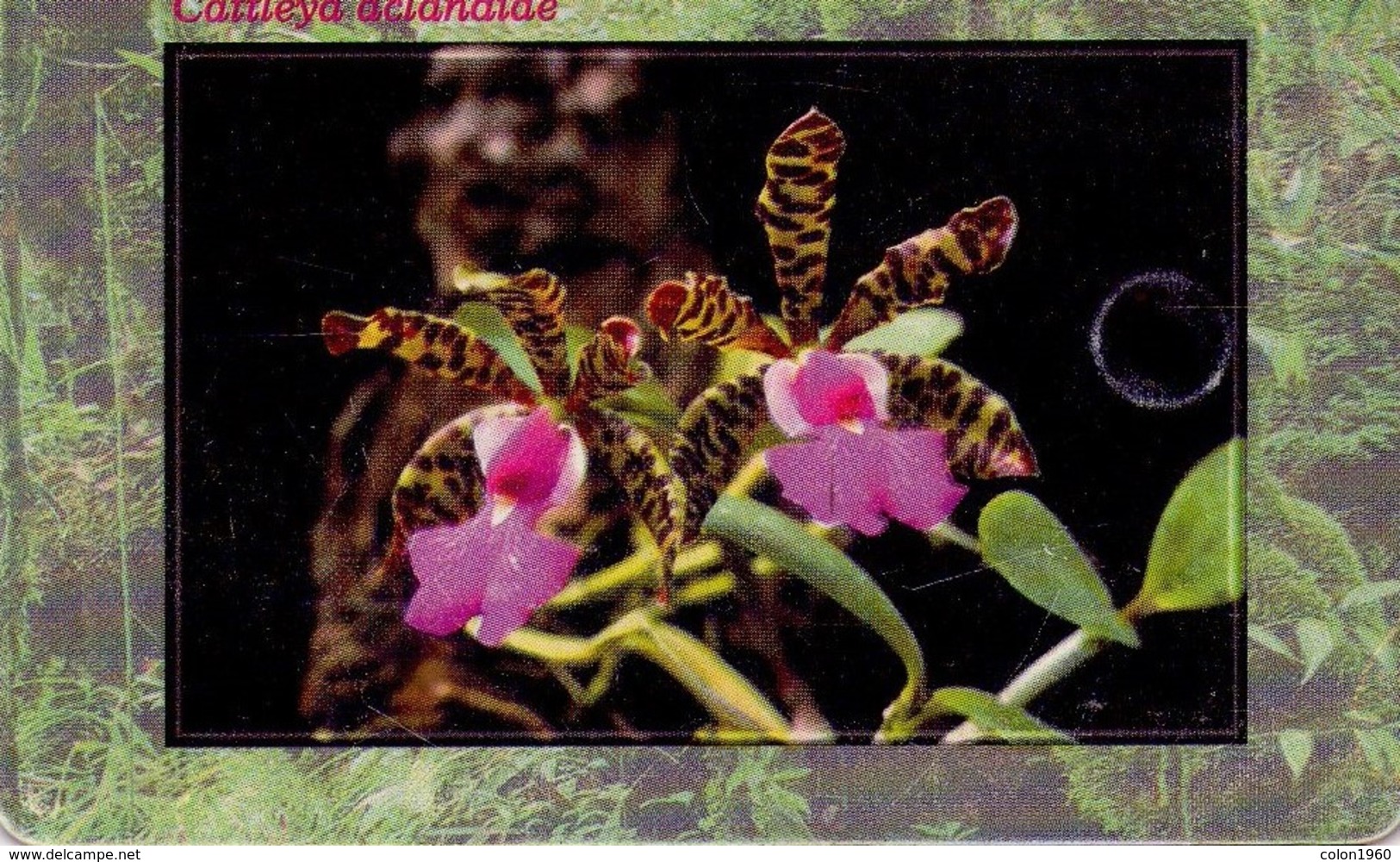 REPUBLICA CHECA. FLORA - ORQUIDEAS. Orchid Cattleya Aclandiae. C266, 03/01.99. (003) - Flores