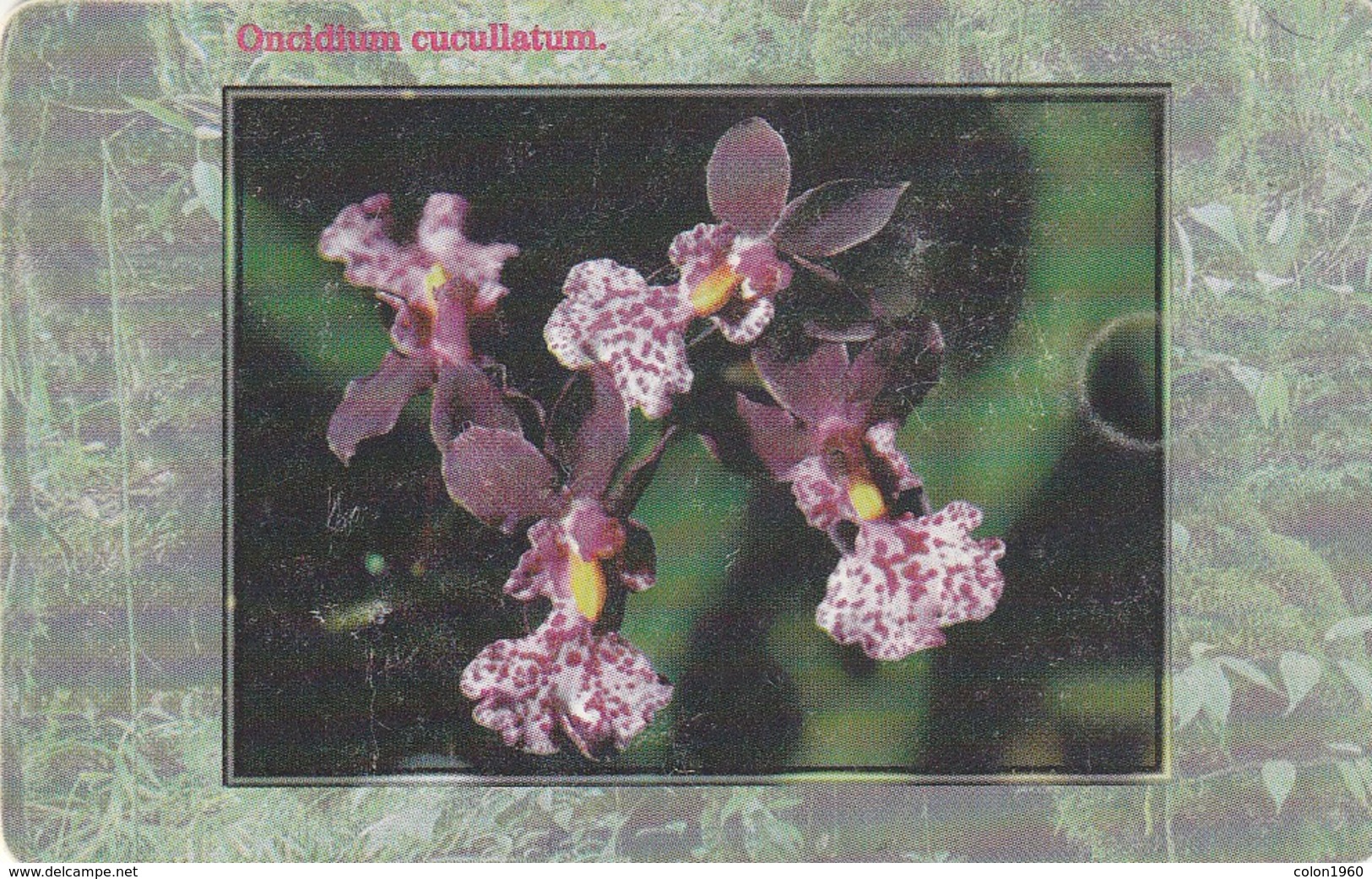 REPUBLICA CHECA. FLORA - ORQUIDEAS. Orchid Oncidium Cucullatum. C288A, 41/09.99. (140) - Flores