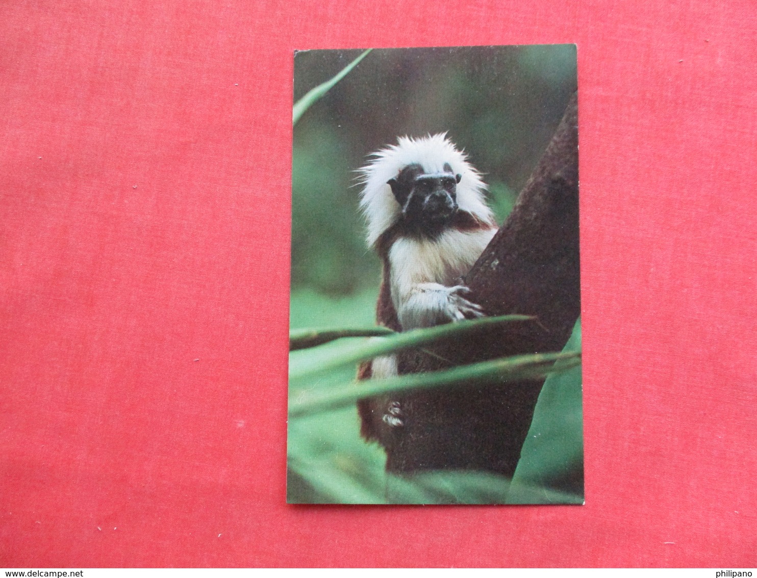 Tiny Monkey Found In South America Less Then 1 Pound But Very Ferocious Creature    Ref 3428 - Monkeys