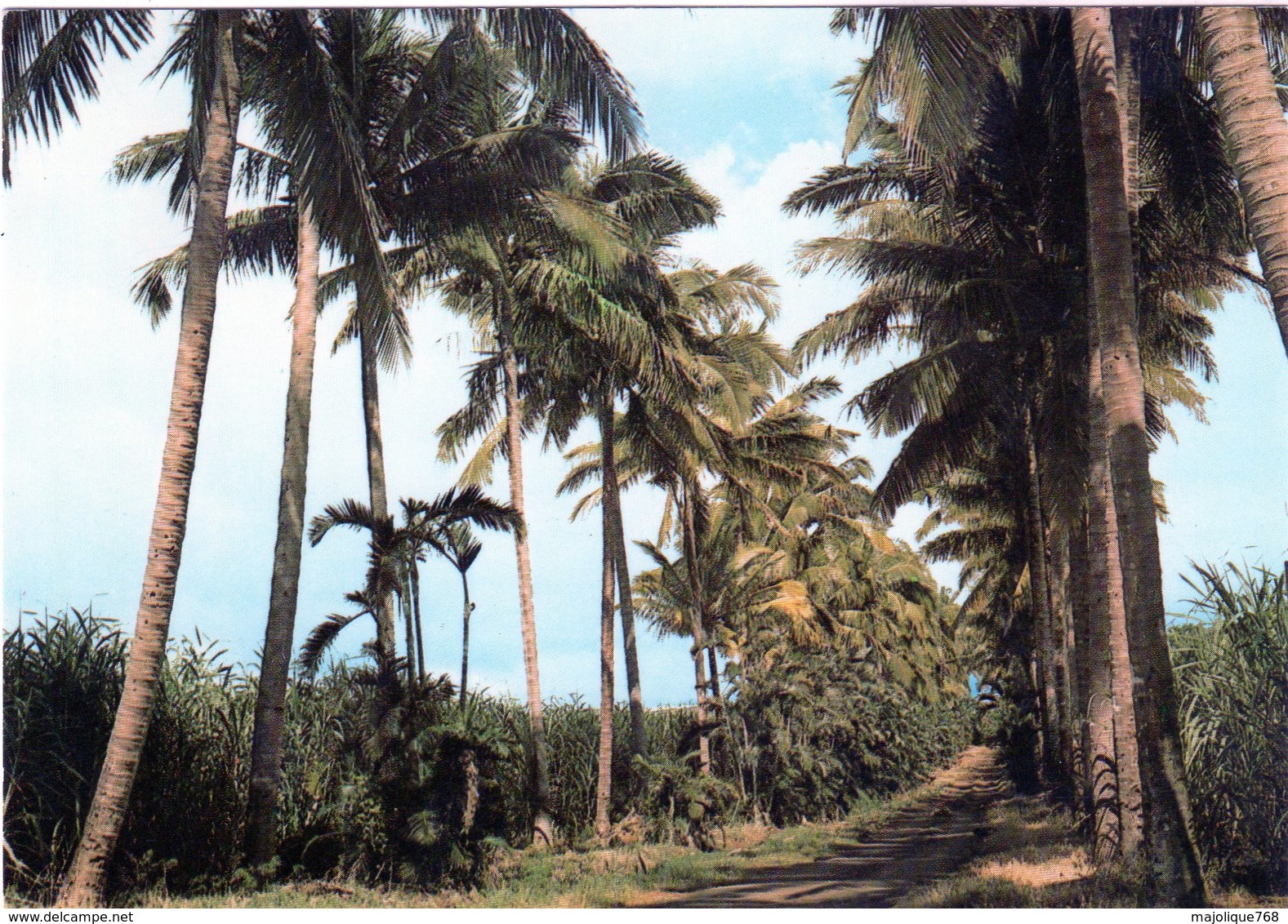 Cpsm De L’île De La Réunion - Allée De Cocotiers - - Reunion