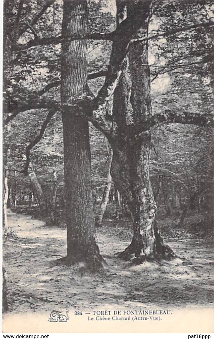 ARBRE Tree - 77 - FONTAINEBLEAU : Le CHENE CHARME Dans La Forêt - CPA - Bome Boom Albero árbol - Bäume