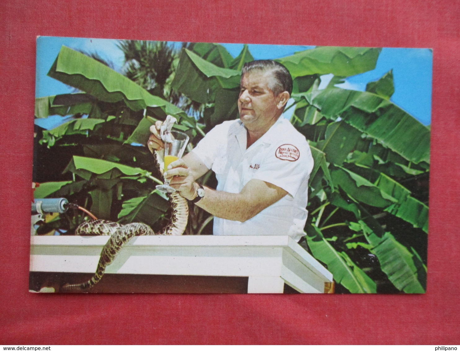 Ross Allen Milking Florida Diamond Back Rattlesnake For Venom     Ref 3430 - Other & Unclassified