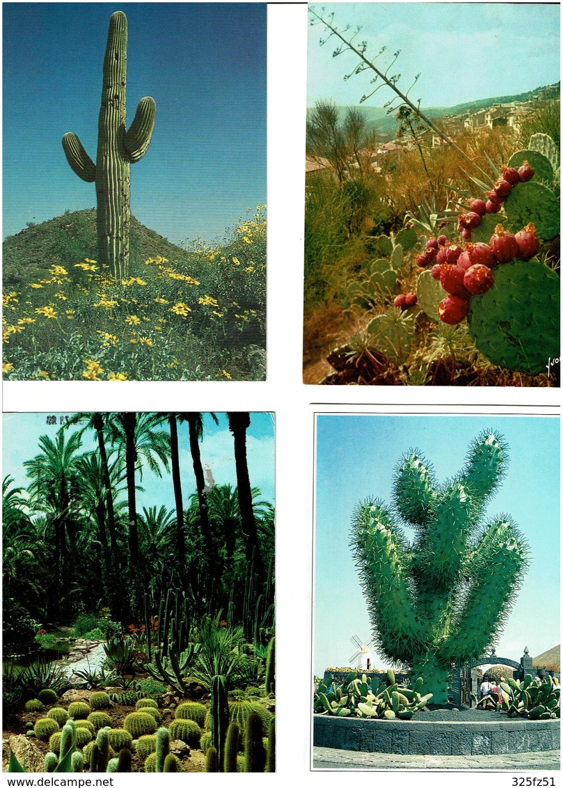 CACTUS /  Lot De 45 Cartes Postales Modernes écrites - 5 - 99 Cartes