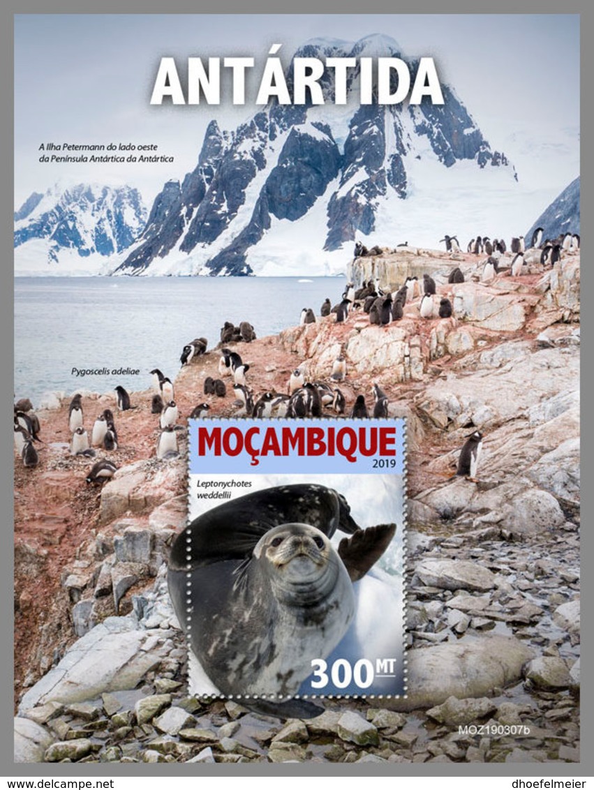 MOZAMBIQUE 2019 MNH Antarctica Antarktis Südpol Antarctique S/S - IMPERFORATED - DH1924 - Faune Antarctique