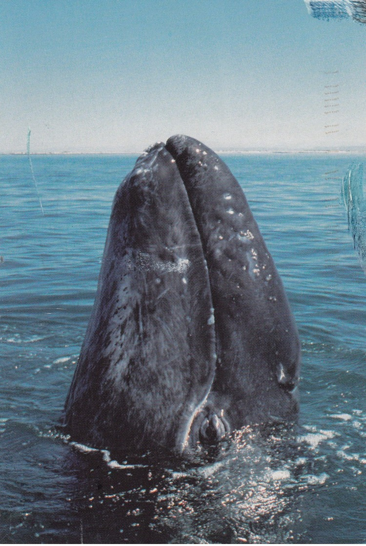 New Born Gray Whale , 1998 ; Baja California Coast , Mexico - Other & Unclassified