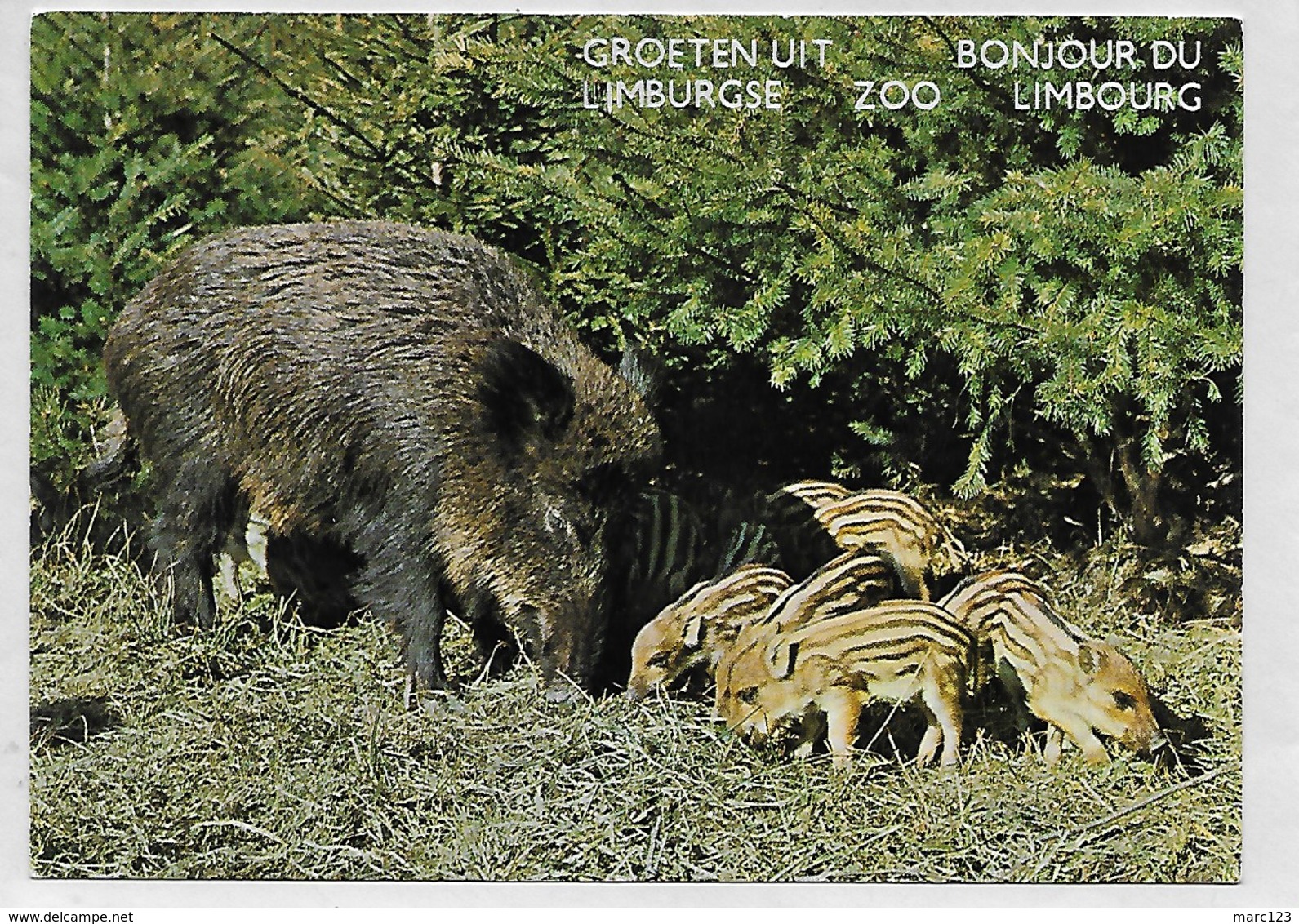 GENK: GROETEN UIT LIMBURGSE ZOO-WILD BOAER-WILD VARKENS - Genk