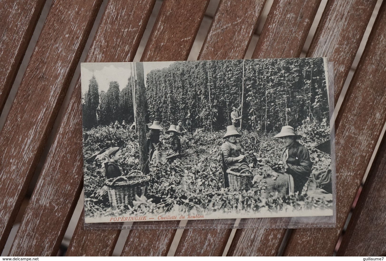 CPA - Poperinghe ( Poperinge) - Cueillette Du Houblon - Poperinge