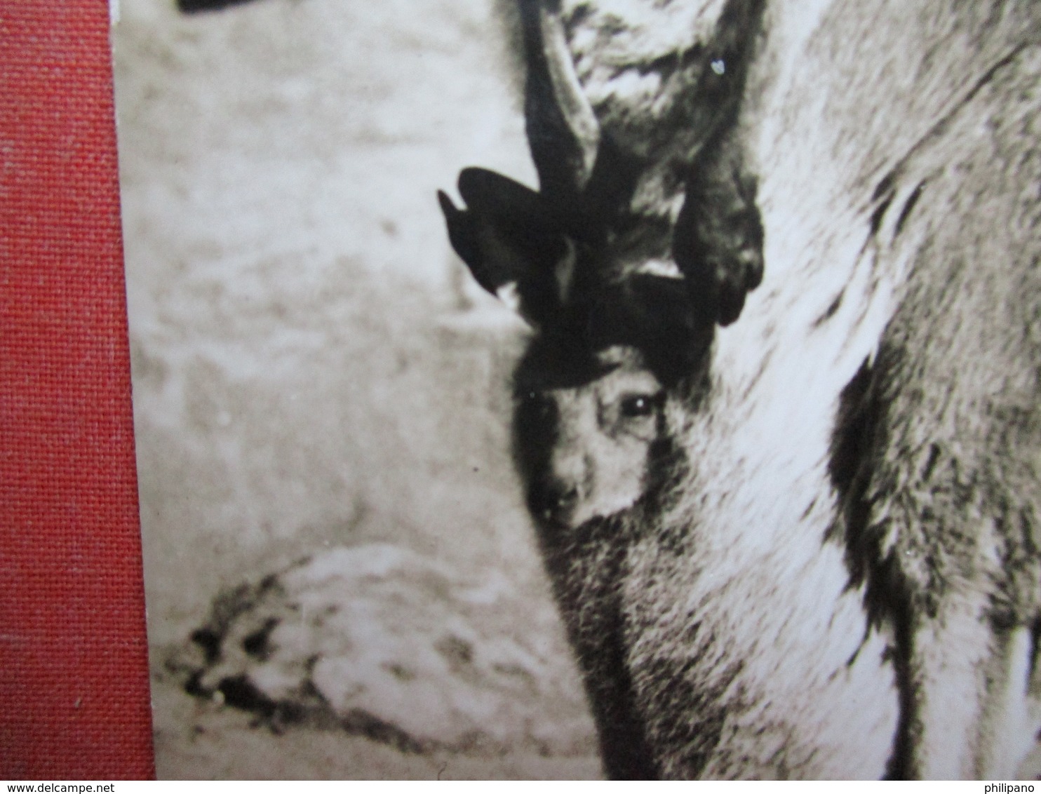 RPPC Kangaroo With Young In Pouch     Taronga Zoo ---Sydney Australia    Ref 3433 - Other & Unclassified