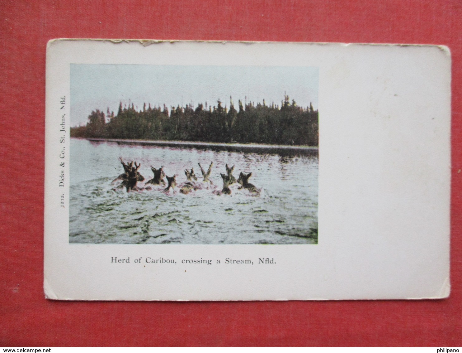 Herd Of Caribou Crossing A Stream  Newfoundland  Ref 3433 - Sonstige & Ohne Zuordnung