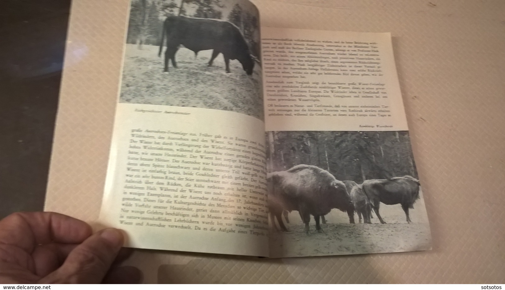 TIERPARK HELLABRUNN, Von Director Heinz Heck - Ed. Munchen (1956)  64+ Pages With Photos - Animaux