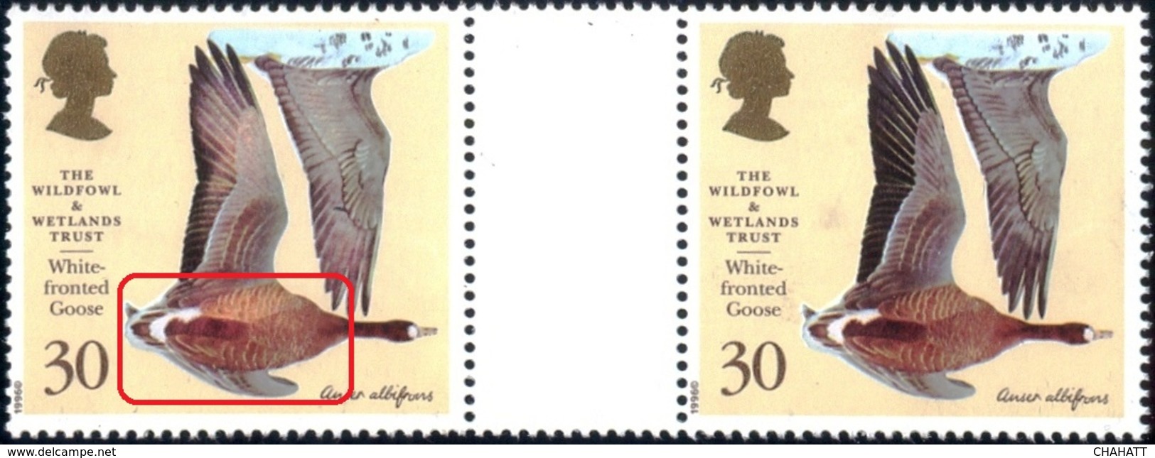 WATERFOWLS-WHITE FRONTED GOOSE-THE WILDFOWL & WETLANDS TRUST- GUTTER PAIR-VARIETY-GREAT BRITAIN-1996-MNH-B9-881 - Oies