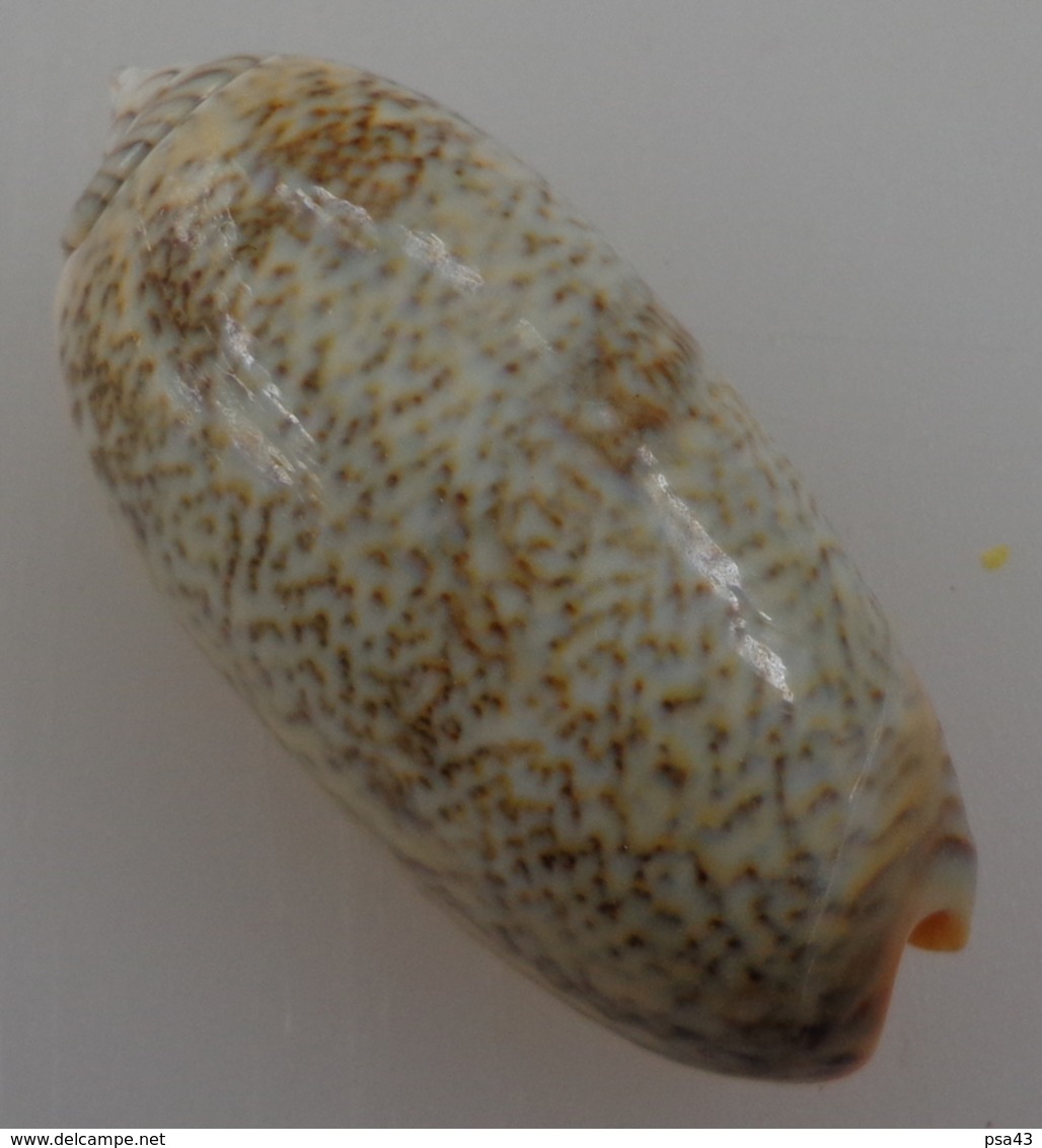 Oliva Reticulata Nouvelle Calédonie 51,3mm F+++/GEM N3 - Seashells & Snail-shells