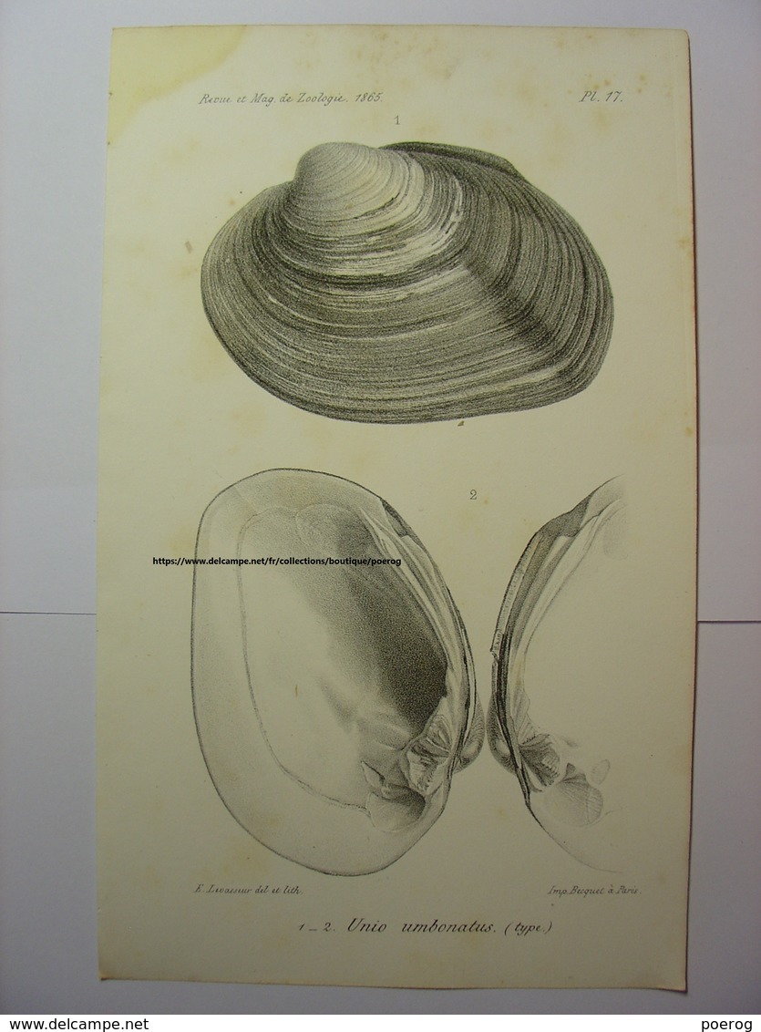ANCIENNE GRAVURE COQUILLAGE 1865 - UNIO UMBONATUS (TYPE)  - LEVASSEUR DEL LITH BECQUET PARIS - SHELL PRINT - Sonstige & Ohne Zuordnung