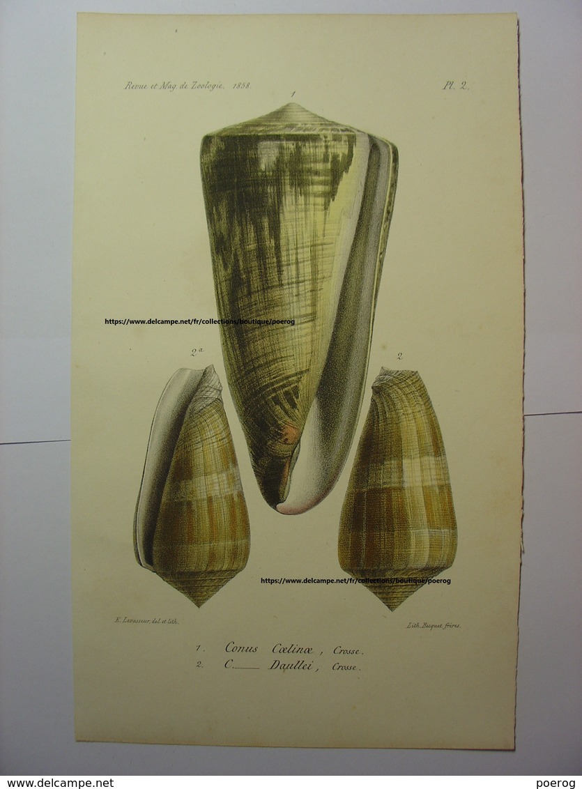 GRAVURE COULEUR COQUILLAGE 1858 - CONUS COELINOE & CONUS DAULLEI - LEVASSEUR DEL & LITH BECQUET FRERES SHELL PRINT - Estampes & Gravures