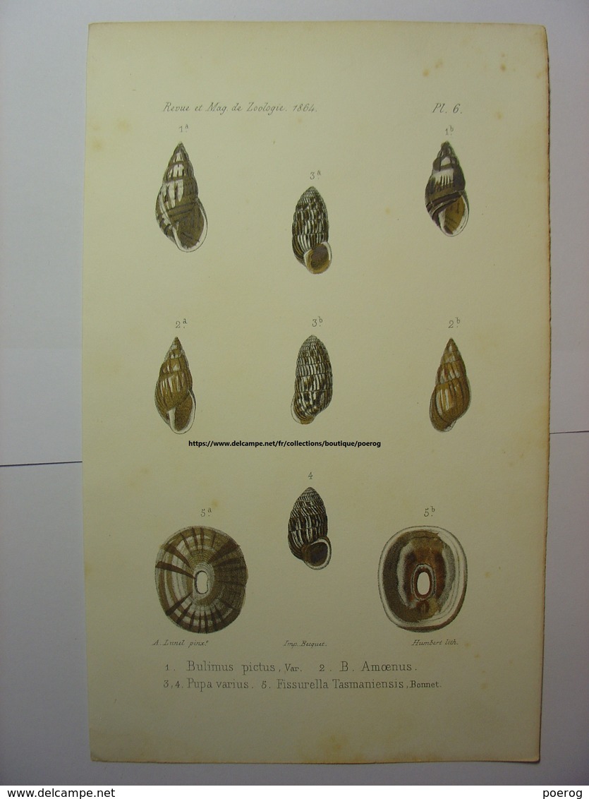 GRAVURE COULEUR COQUILLAGE 1864 - BULIMUS PICTUS AMOENUS PUPA VARIUS - LUNEL HUMBERT LITH IMP BECQUET - SHELL PRINT - Estampes & Gravures