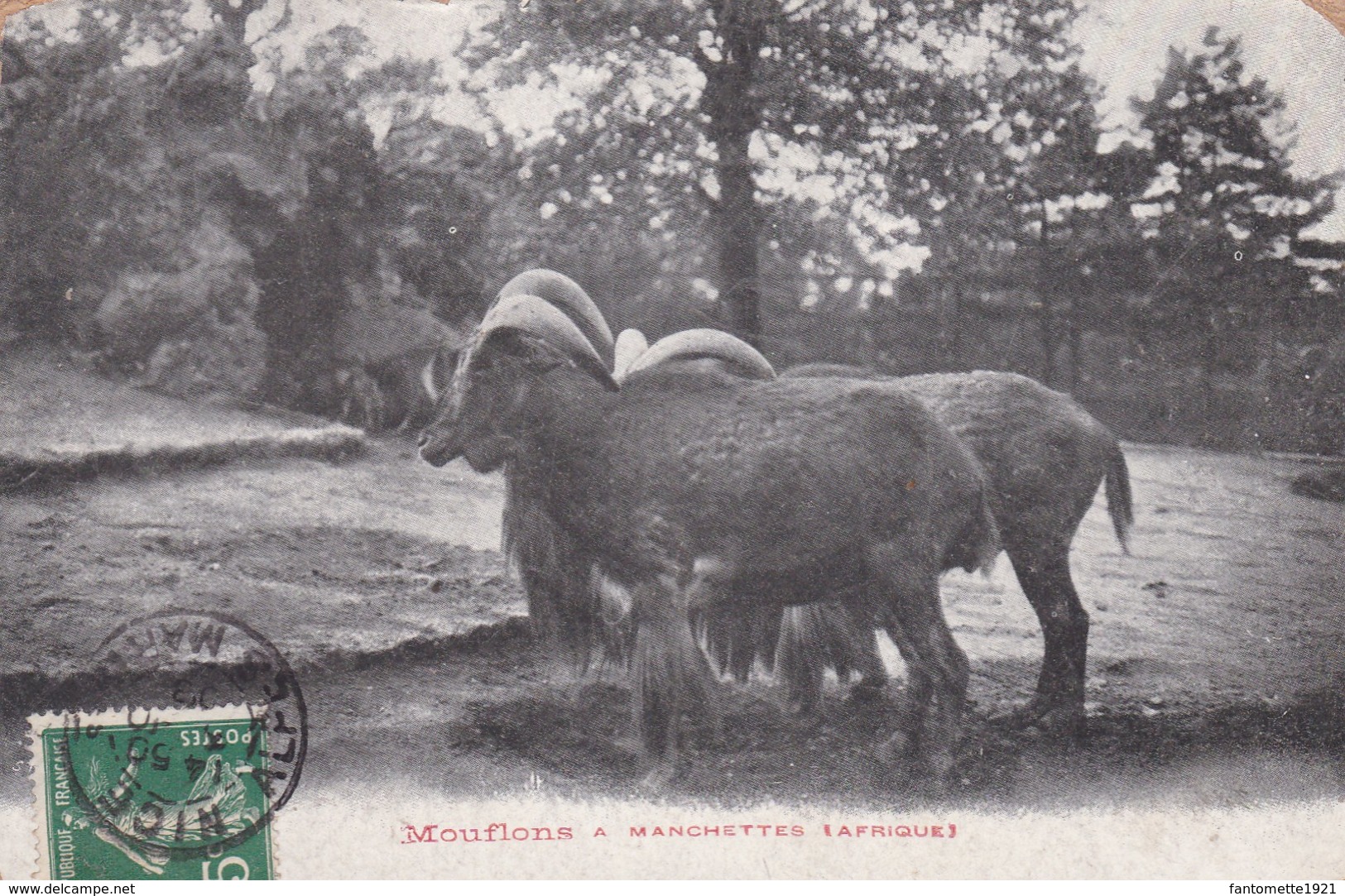 MOUFLONS A MANCHETTES/AFRIQUE (dil157) - Non Classés