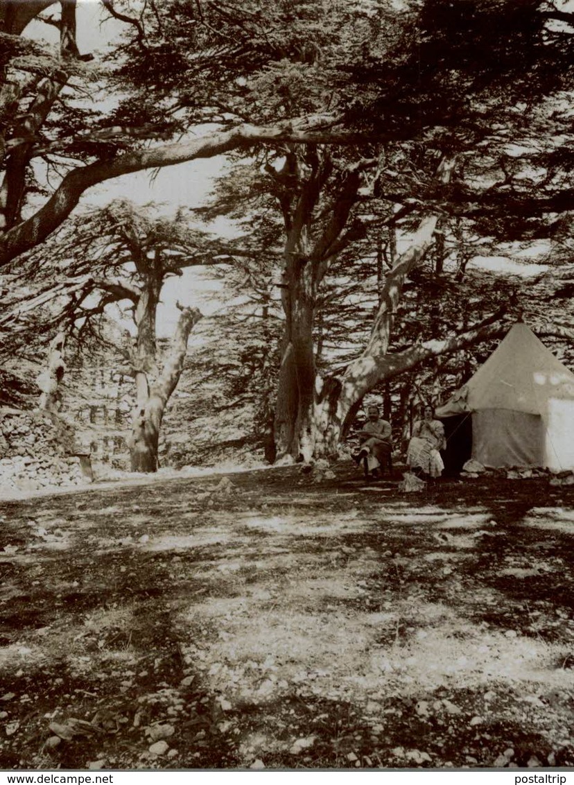 CAMPING OLDEST CEDARS Lebanon, ASIA LIBANON  Forest, Xylology, Forestry 11*8 CM Fonds Victor FORBIN 1864-1947 - Lugares