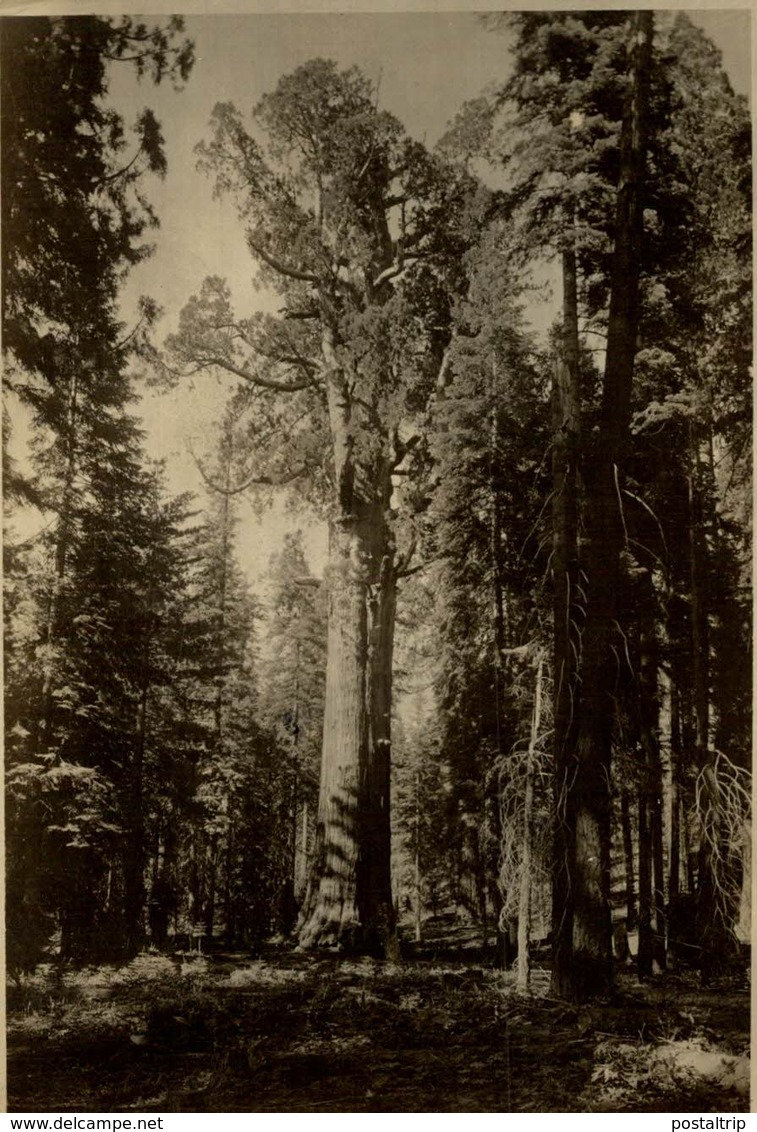 National Park California Sequoia GENERAL SHERMAN TREE  Forest, Xylology, Forestry 11*8 CM Fonds Victor FORBIN 1864-1947 - Lugares