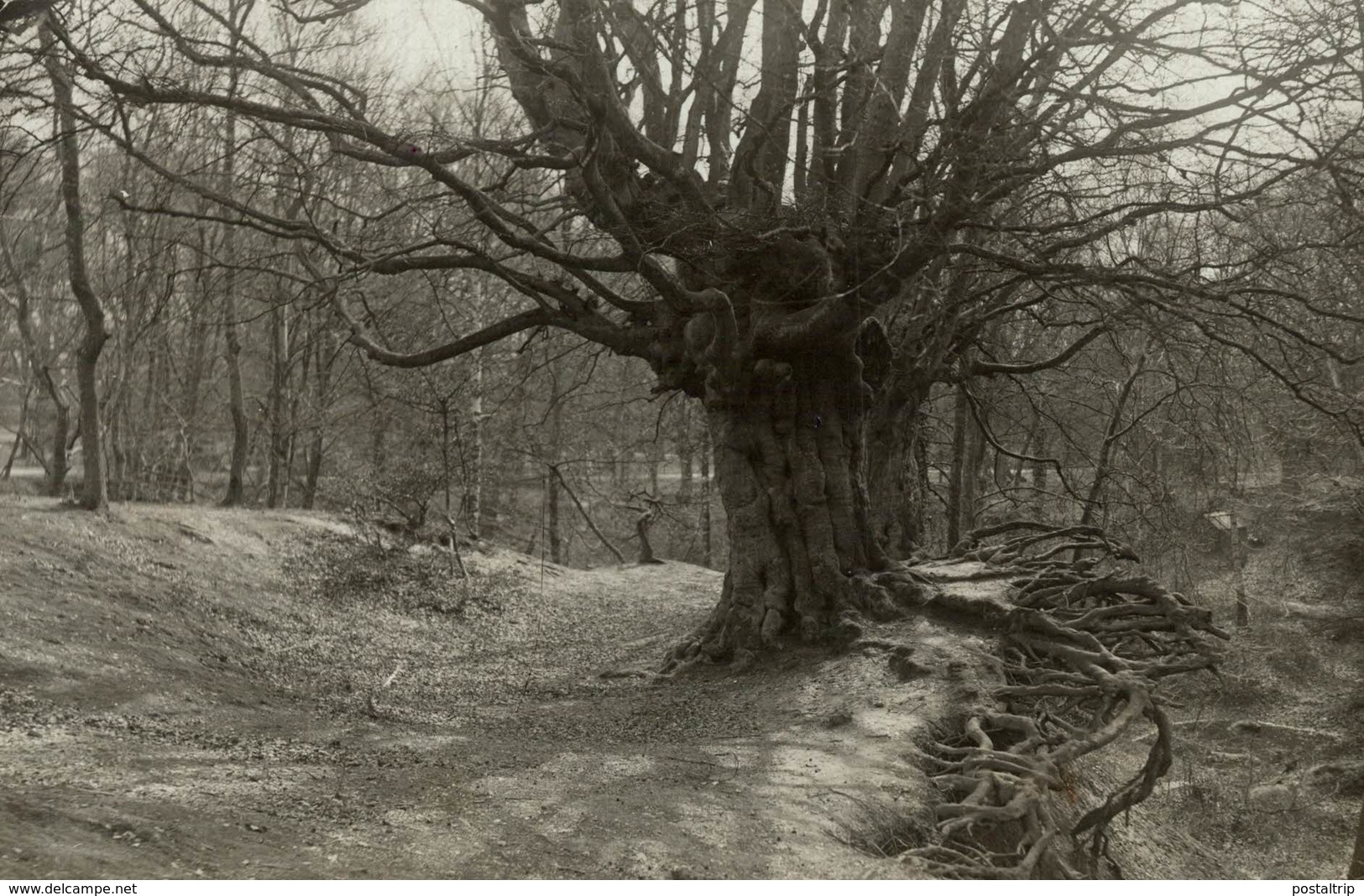 THE OLDEST SURVIVING BEECH TREE Forest, Xylology, Forestry 16*12 CM Fonds Victor FORBIN 1864-1947 - Otros & Sin Clasificación