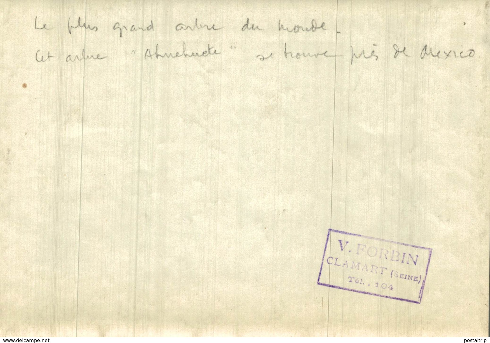 PLUS GRAND ARBRE DU MONDE AHUEHUETE MEXICO  Forest, Xylology, Forestry 18*13 CM Fonds Victor FORBIN 1864-1947 - Sin Clasificación