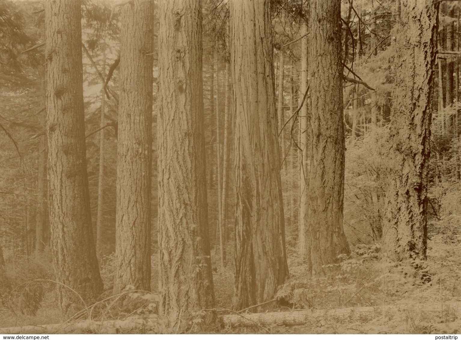 OREGON    Forest, Xylology, Forestry 20*15 CM Fonds Victor FORBIN 1864-1947 - Otros & Sin Clasificación